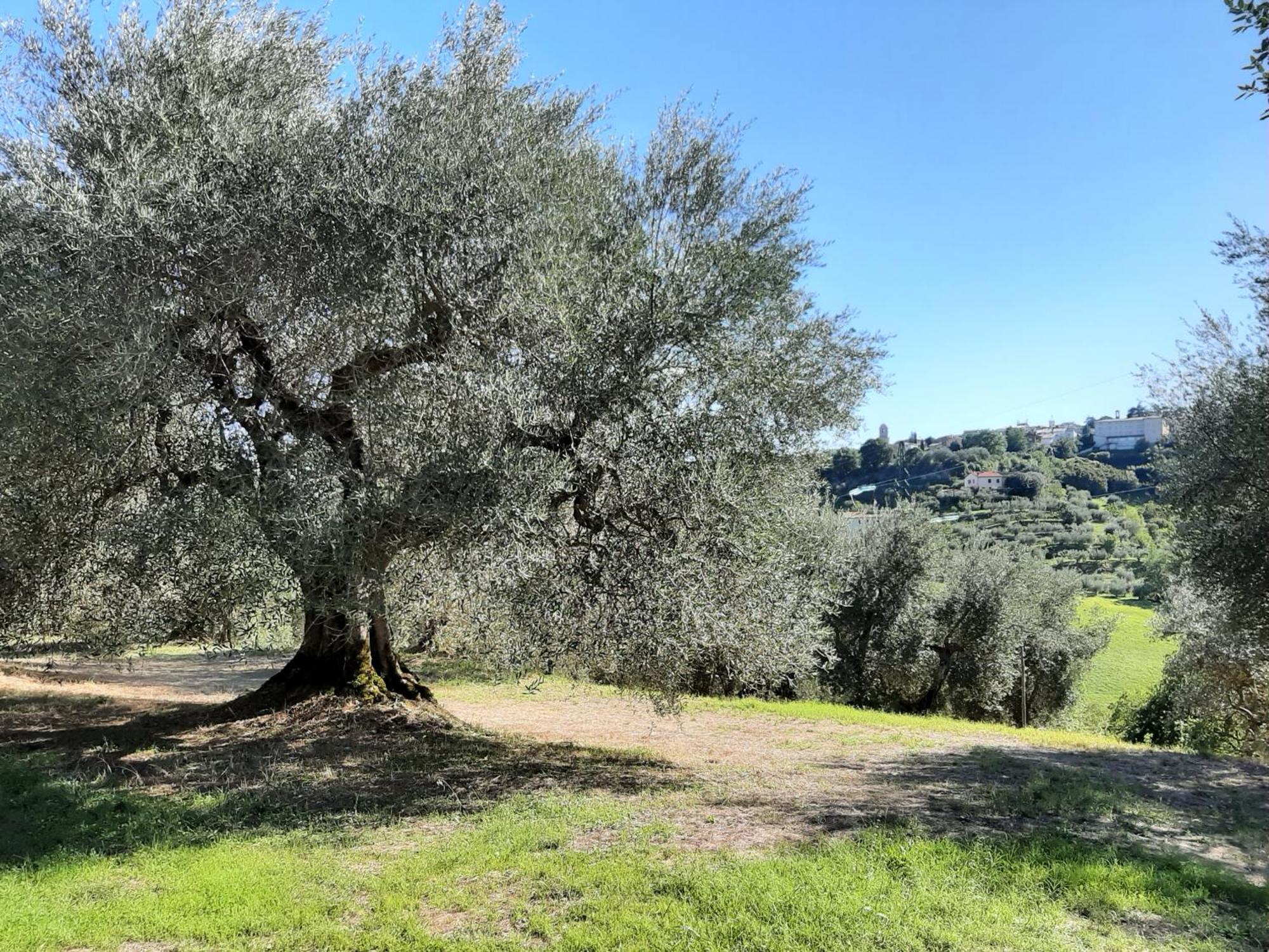 Montebello Degli Olivi Chiusi Eksteriør billede